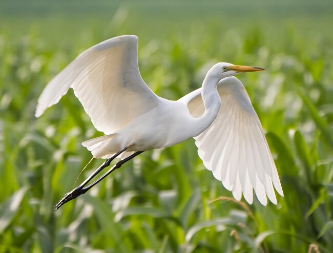 Great Egret